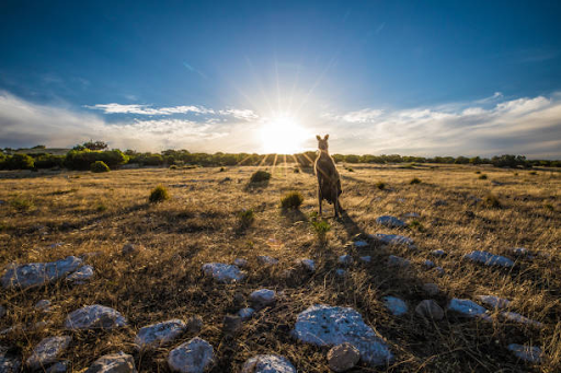 must see kangaroo island