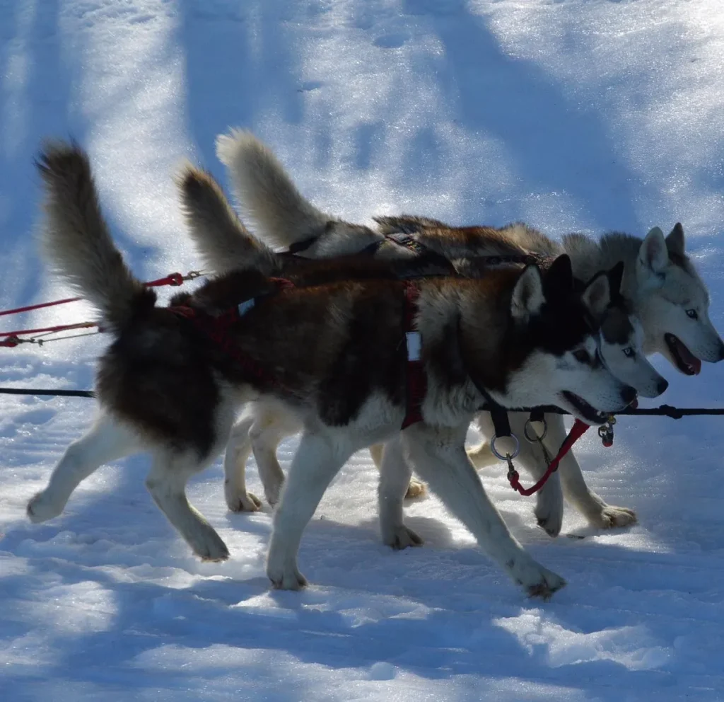 Dog sledding