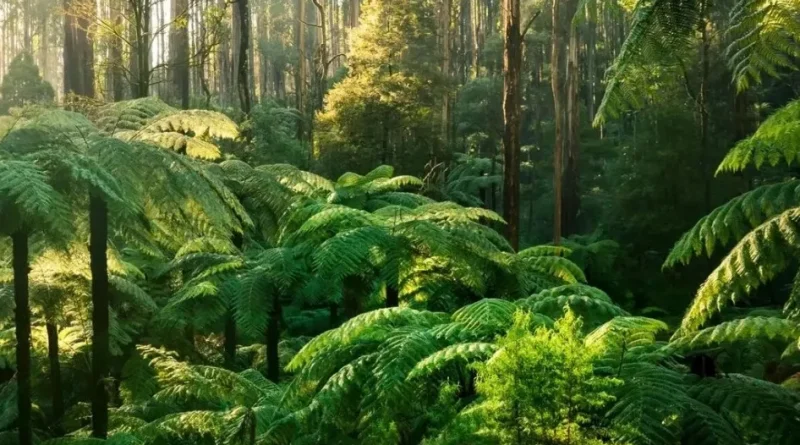 Ocean Grove Nature Reserve